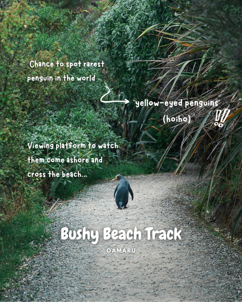 Bushy Beach, Oamaru, New Zealand